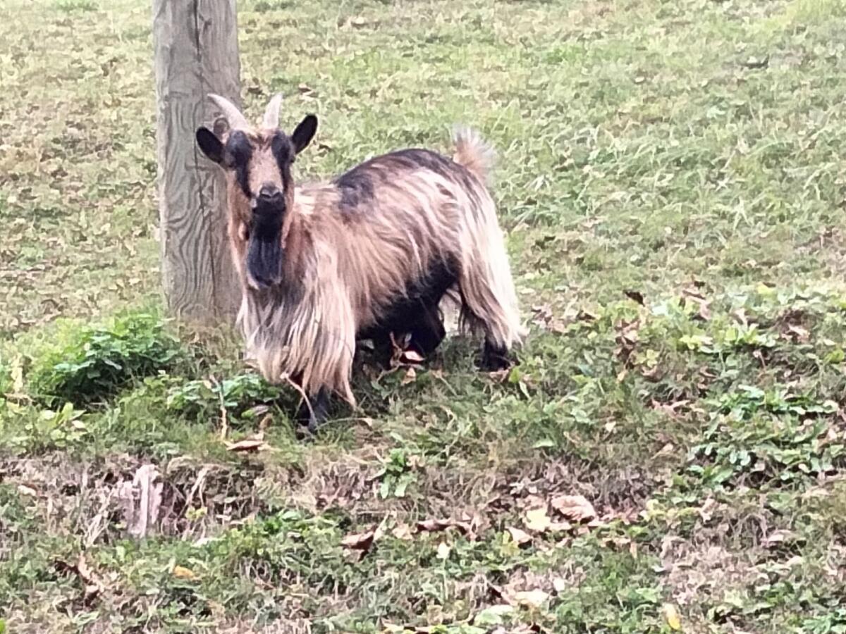 Zu verkaufen: Zwei weibliche Zwergziegen 2