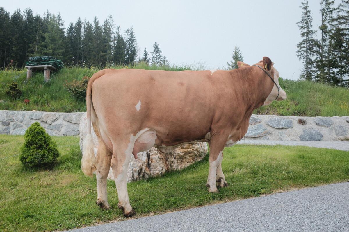 Milchkühe (FV) 1
