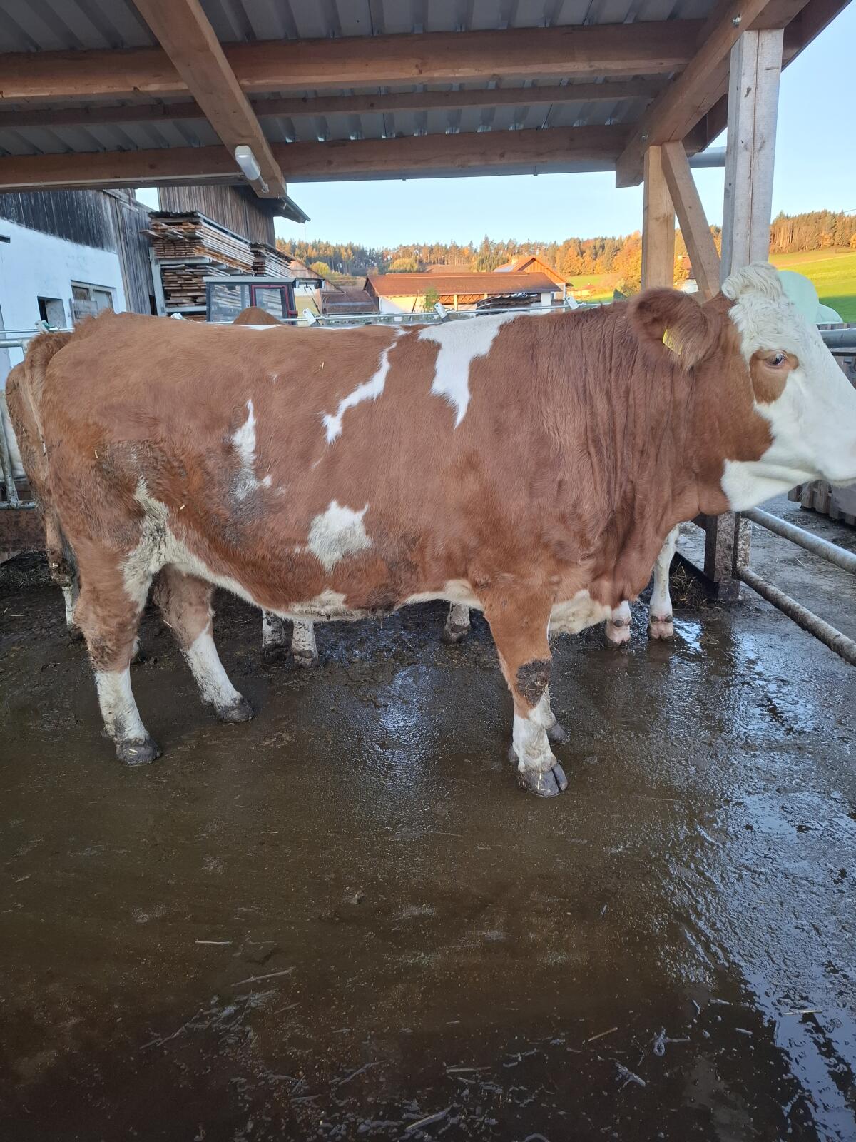 Verkaufe trächtige Fleckviehkalbin 1