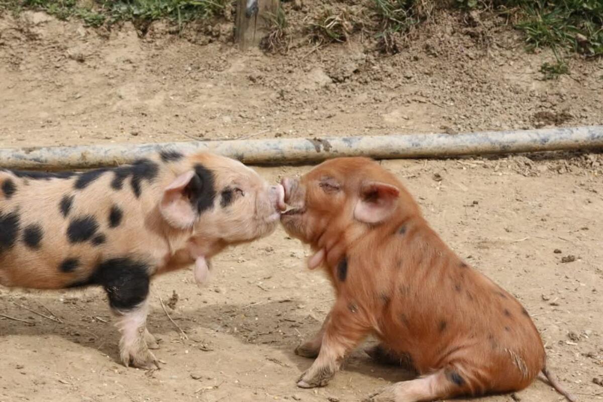 Kune Kune 2