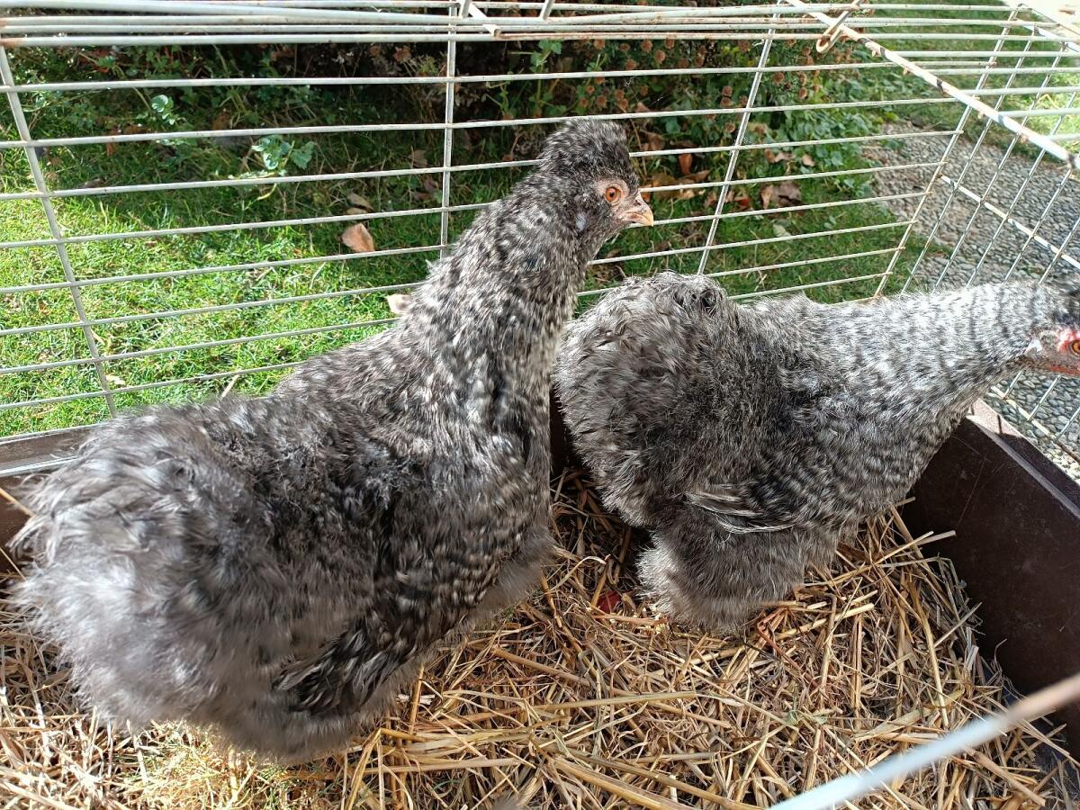 Seidenhuhn (1 Hahn und 2 Hennen) 1