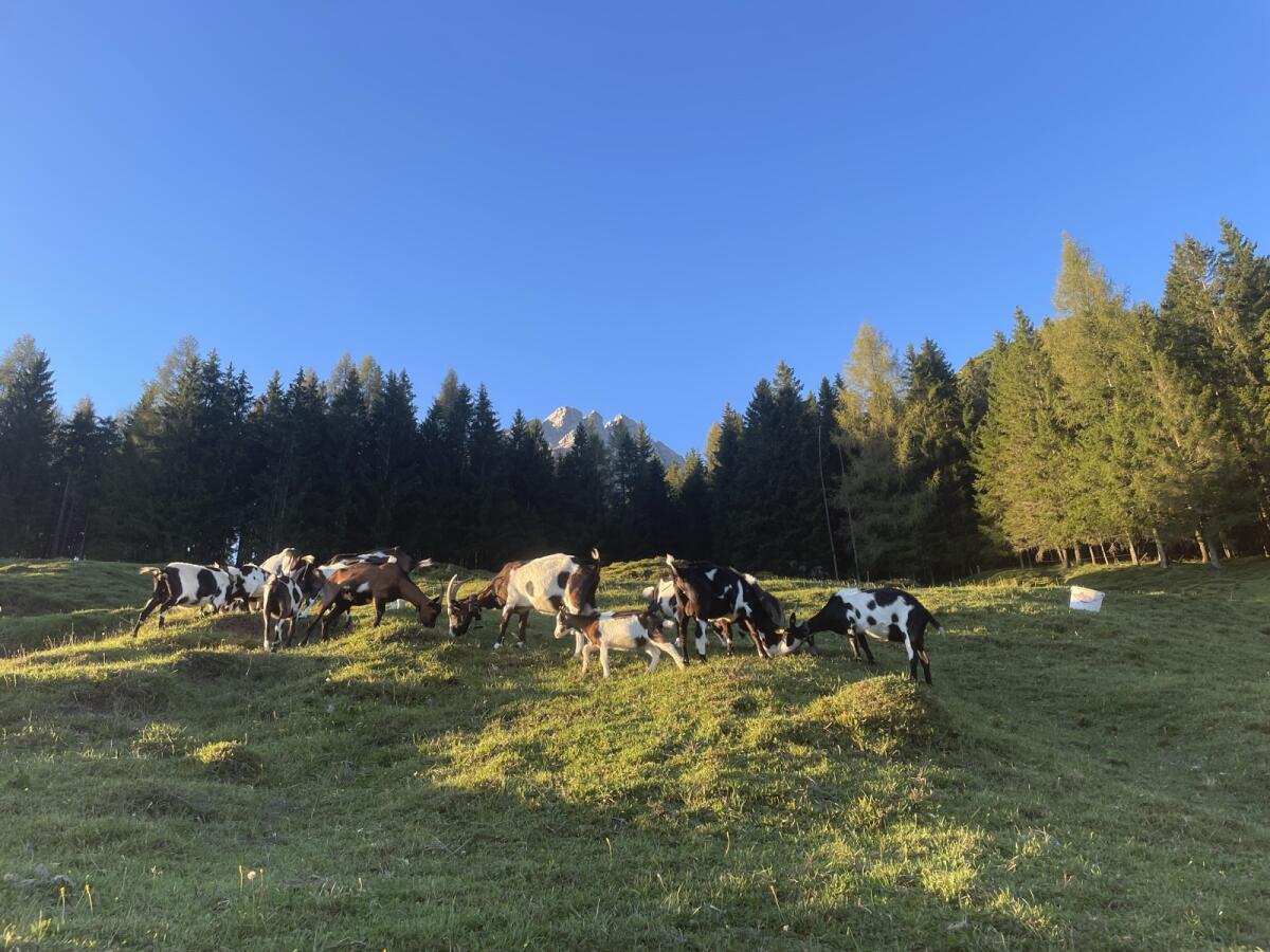 Tauernscheckenziegen zu verkaufen 2