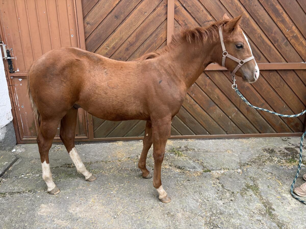 Quarter Horse Hengst Absetzer 2