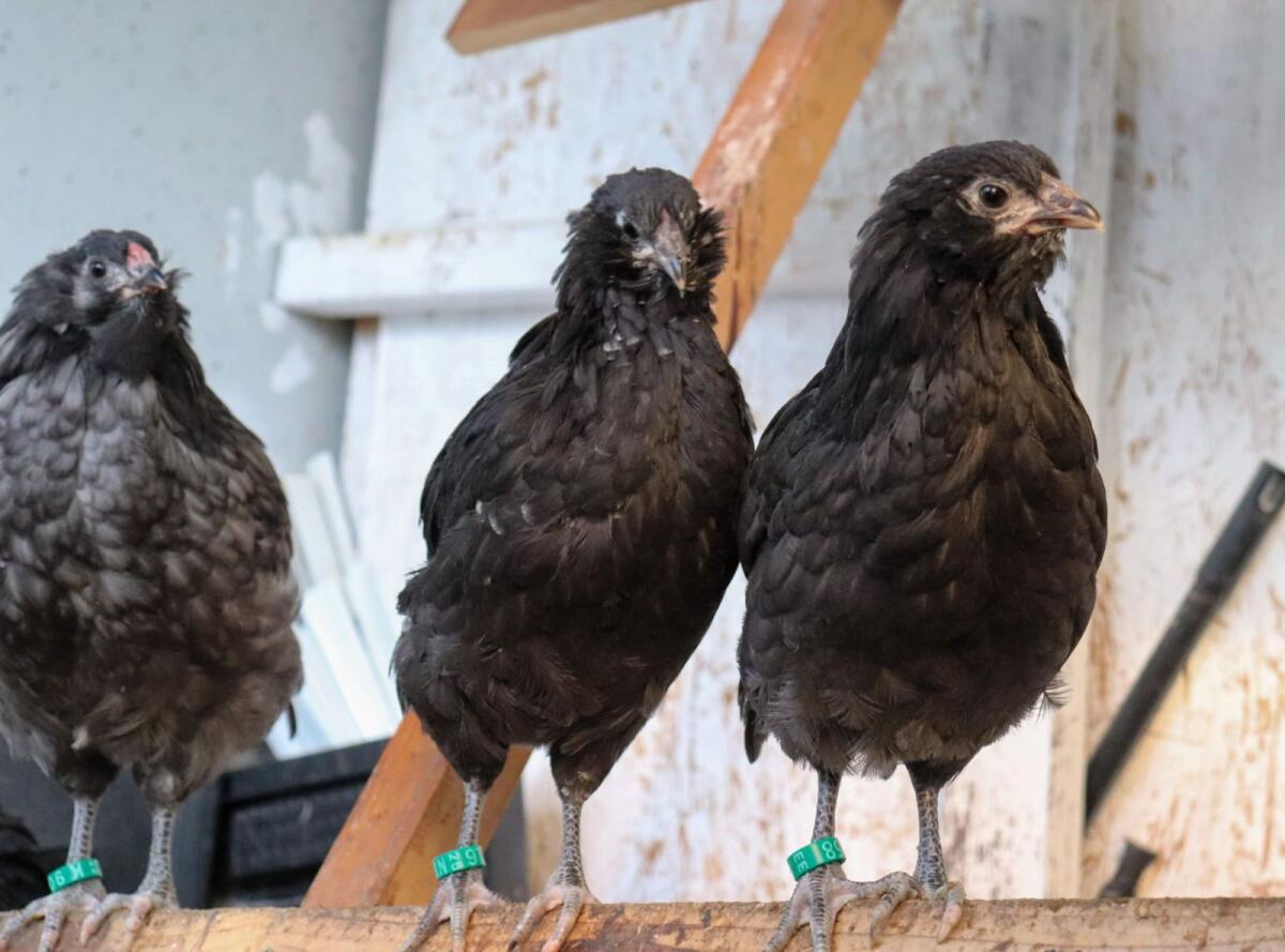 Appenzeller Barthühner 1