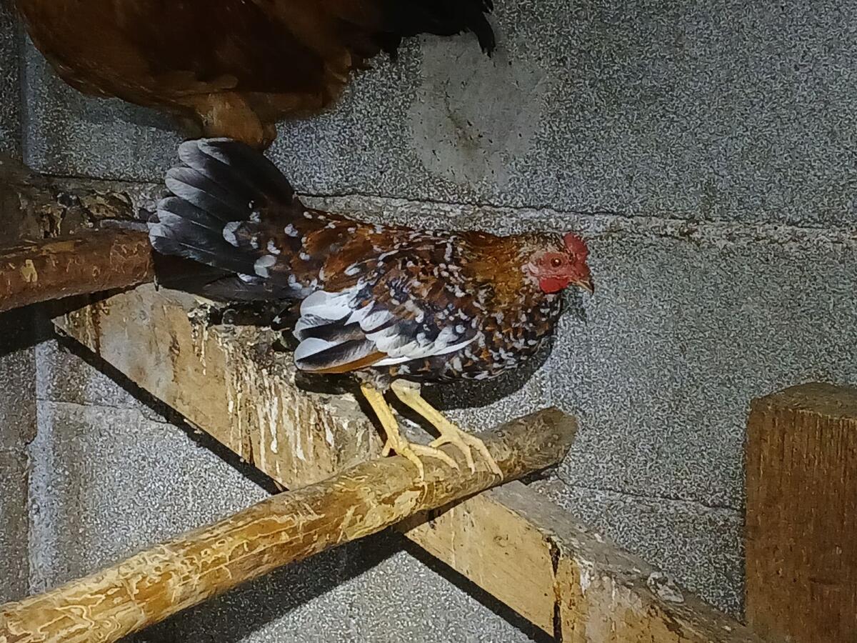 Moschusenten, Stummenten, Flugenten 2