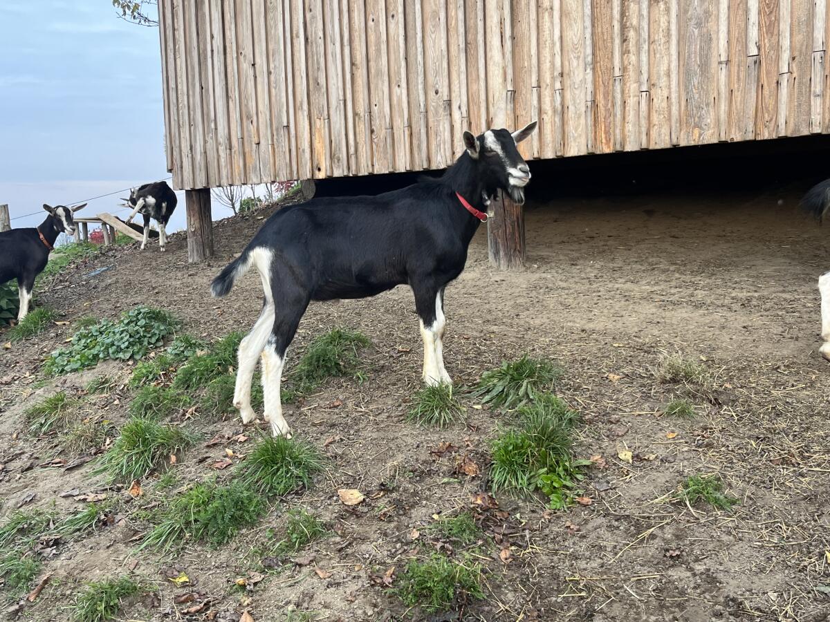 Bündner Strahlenziegenbock sucht neues Zuhause 1