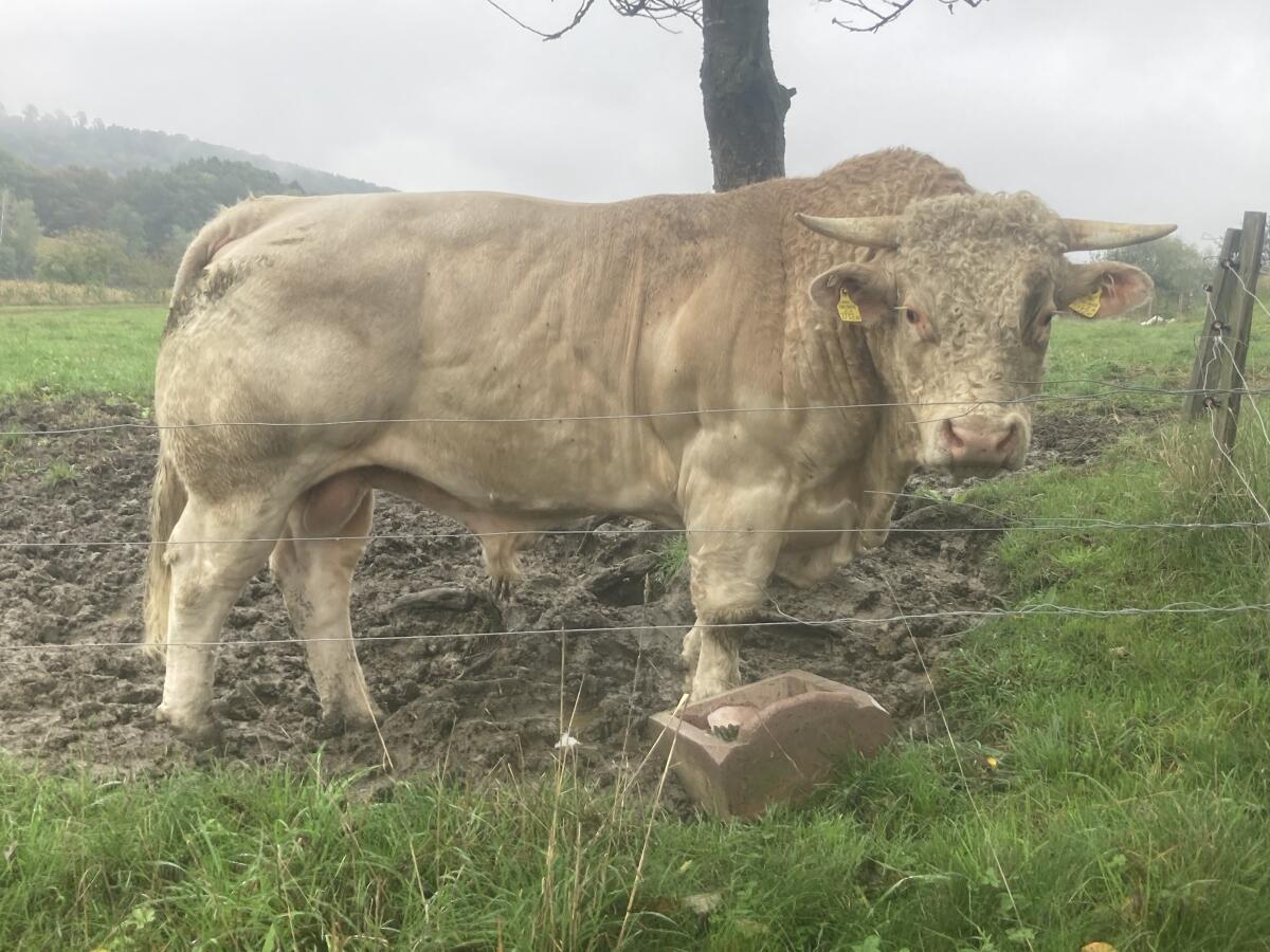 Bio-Charolaisstier 2