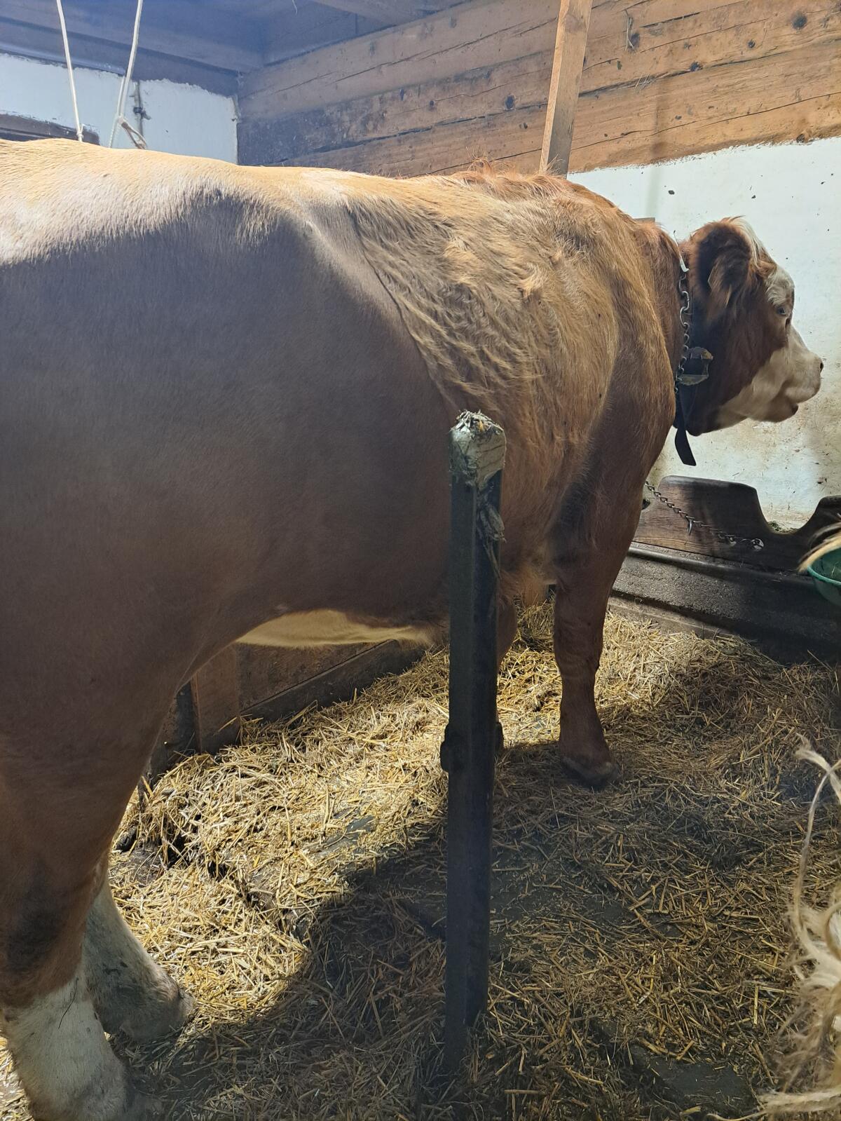 Bio Fleckvieh Tirol 3