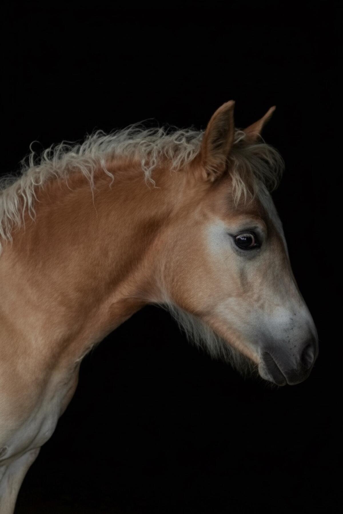 Tolles Haflinger Stutfohlen nach Ariat/Amadeus 1