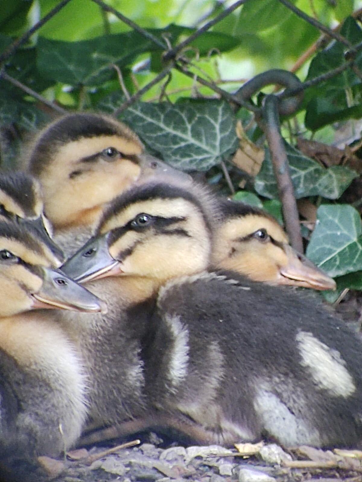 Rouen Enten 2