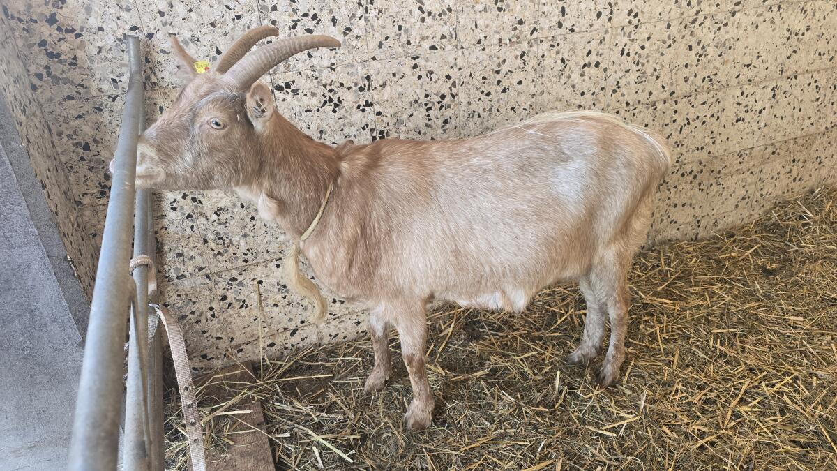 Ziege zu verschenken 3