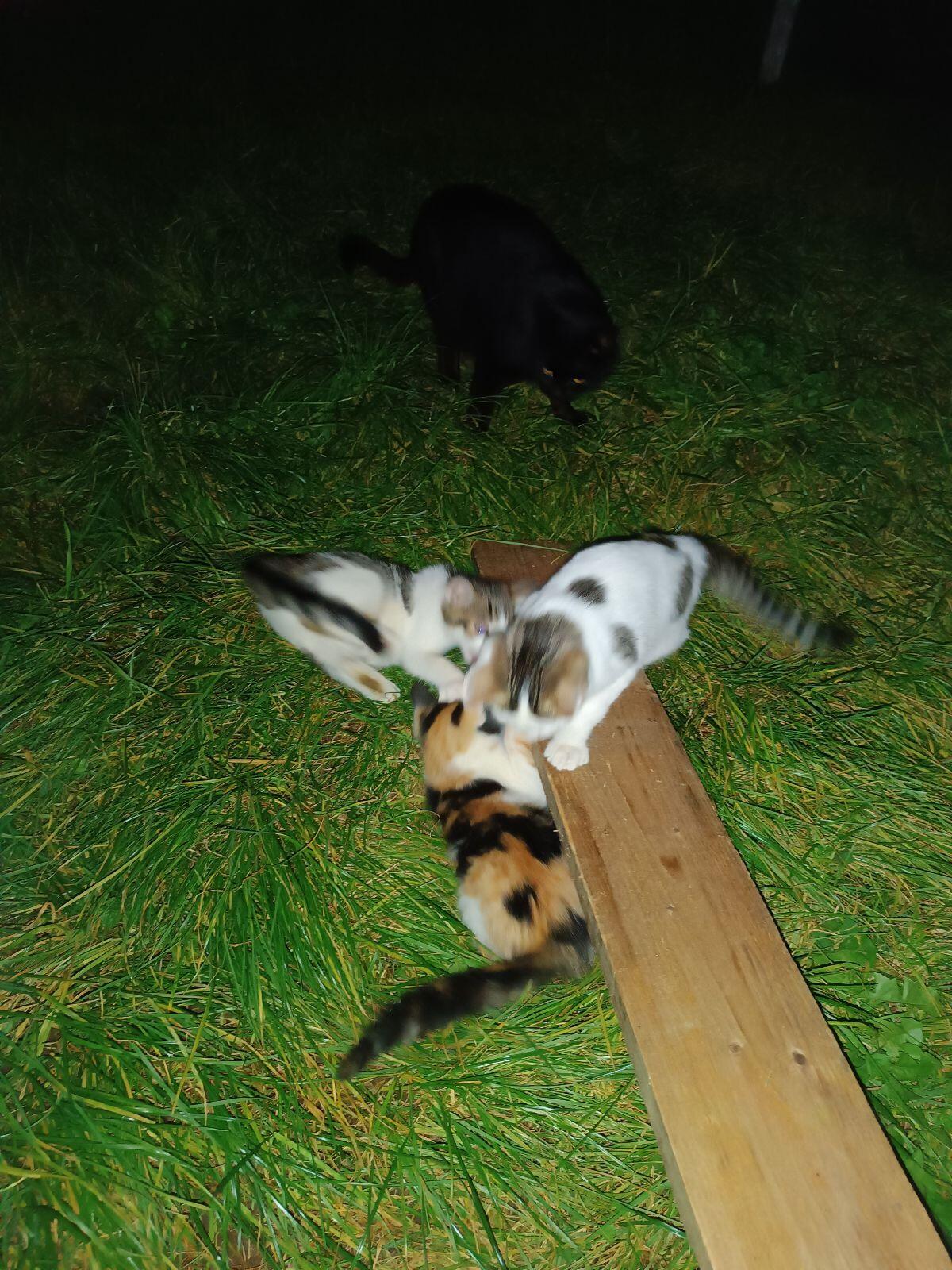 Kleine Katzen 3