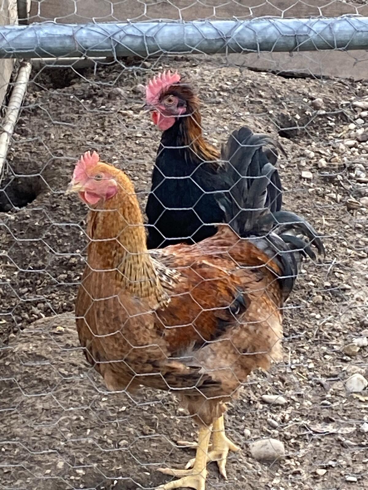 4 Hühner abzugeben 1