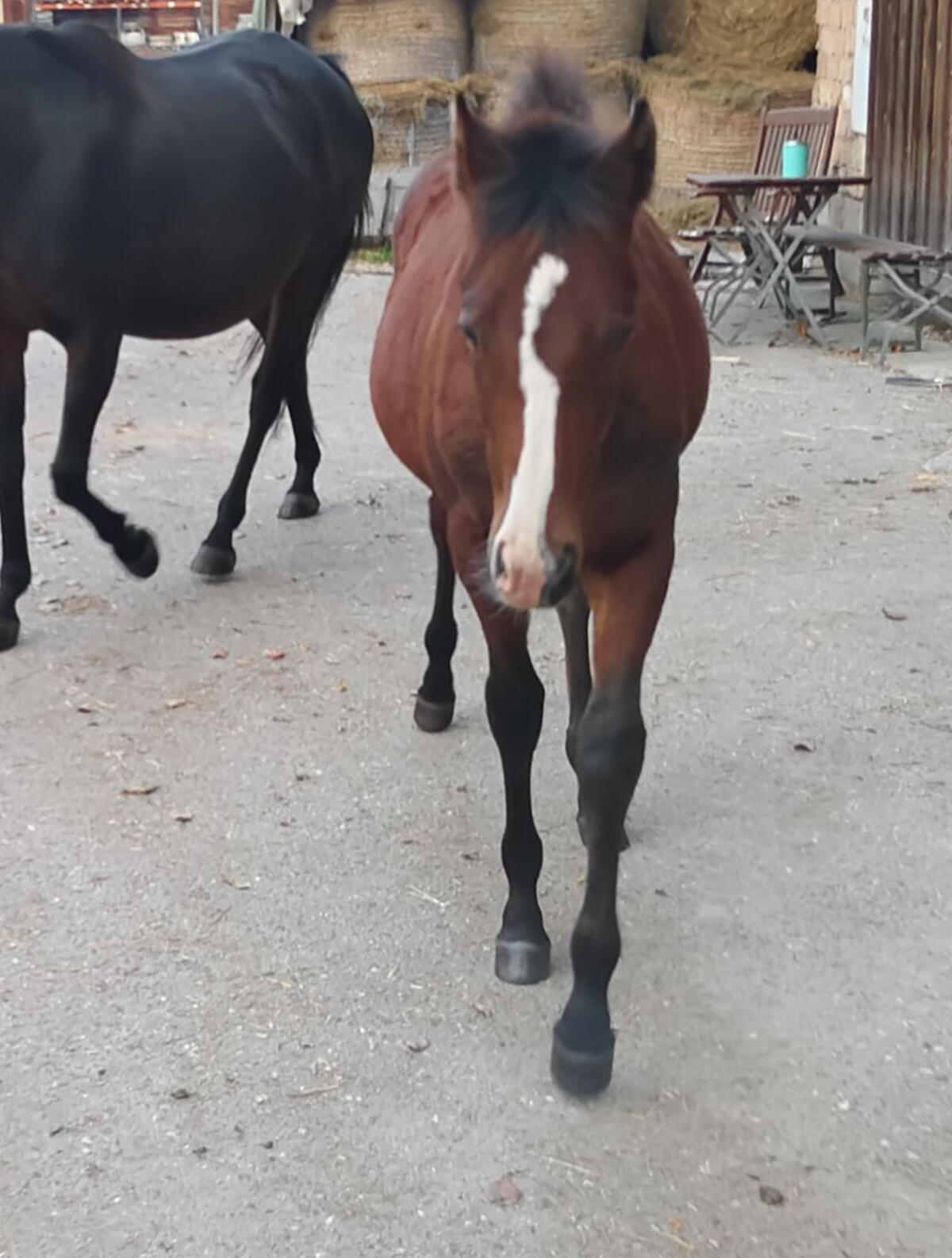 Quarter/Paint und Mix Fohlen 2