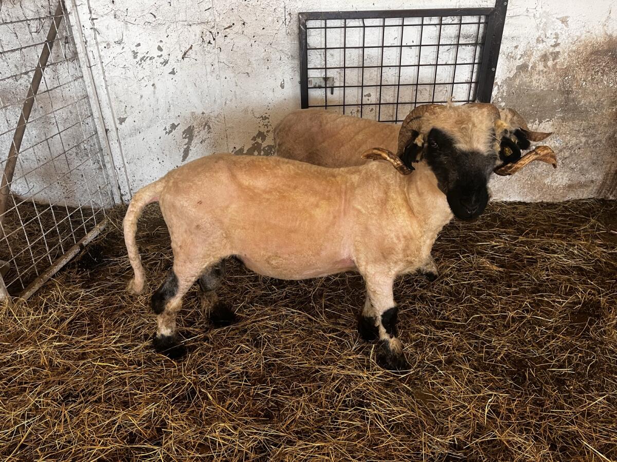 Walliser Schwarznasen Widder 3