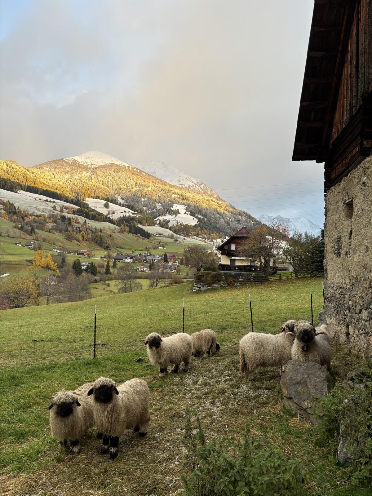 Walliser Schwarznasenschafe 1