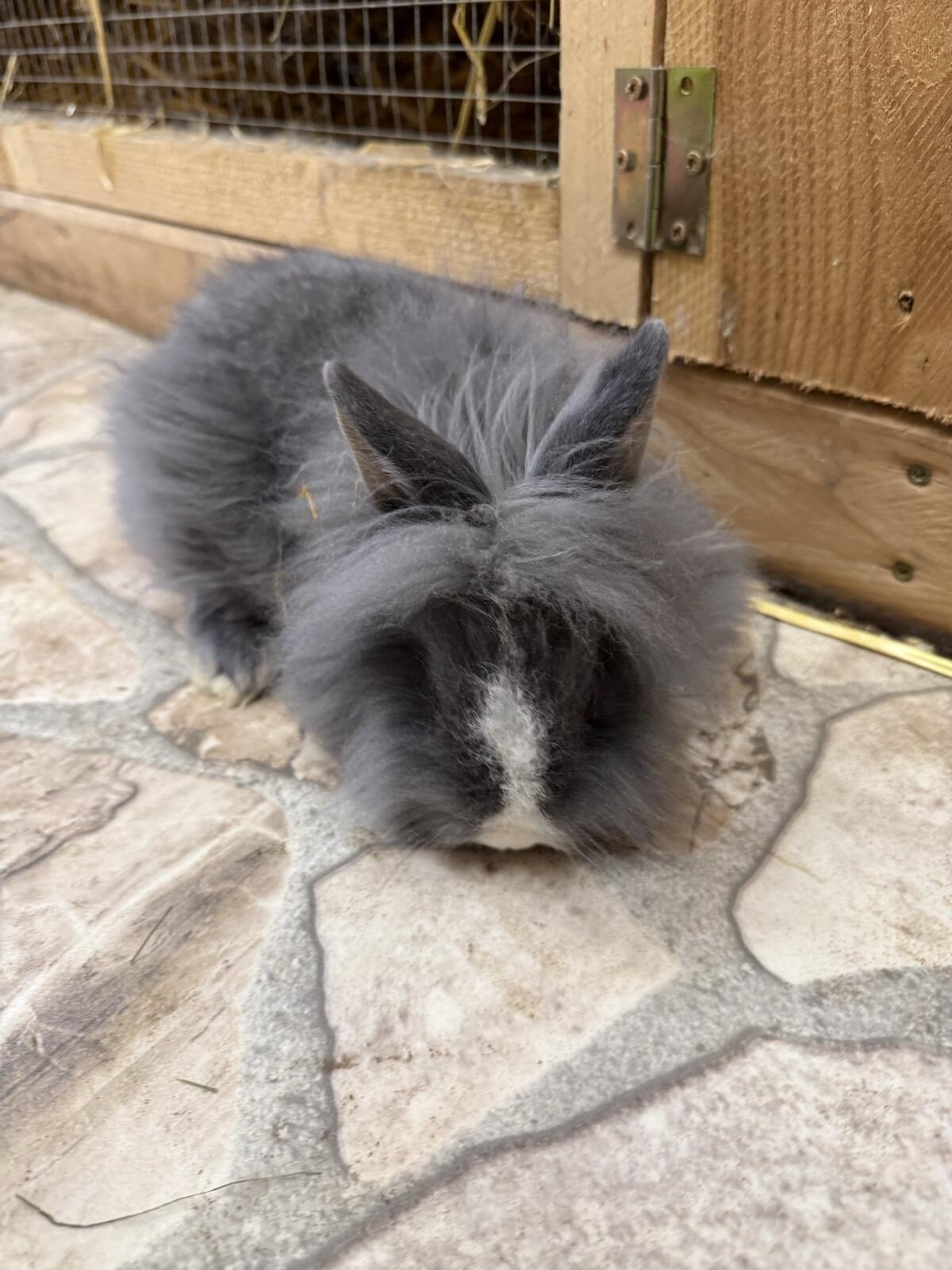 Löwenkopf-Kaninchen 3