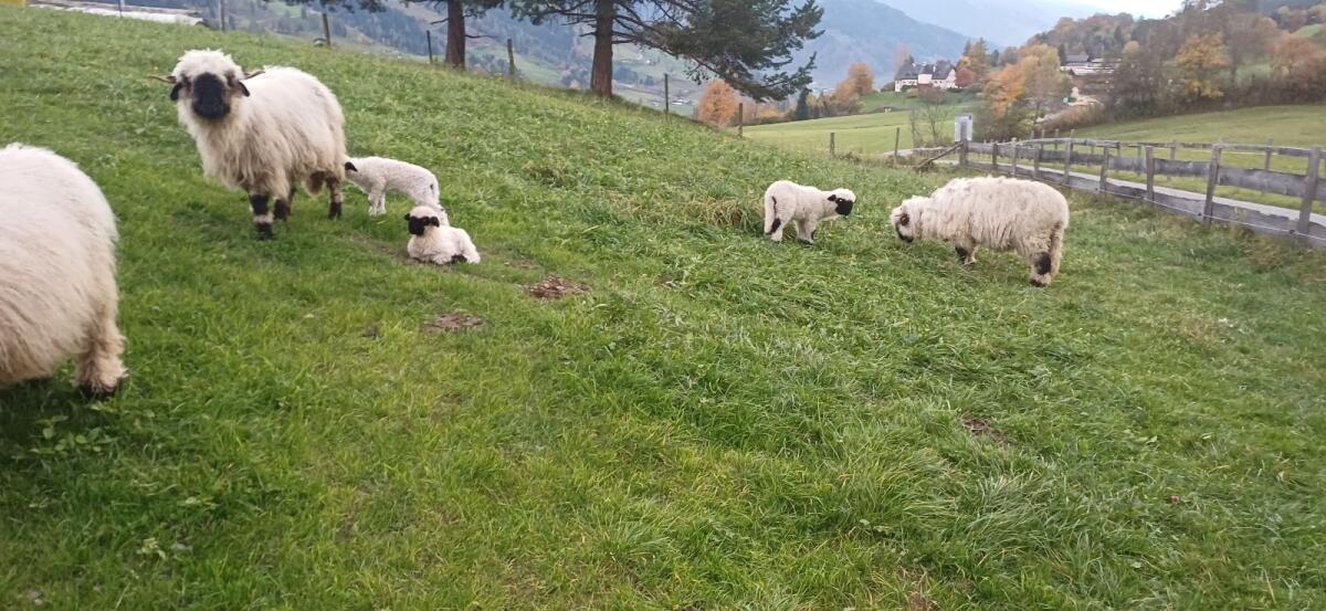 Wir suchen eine Landwirtschaft zur Pacht oder Leibrente 2