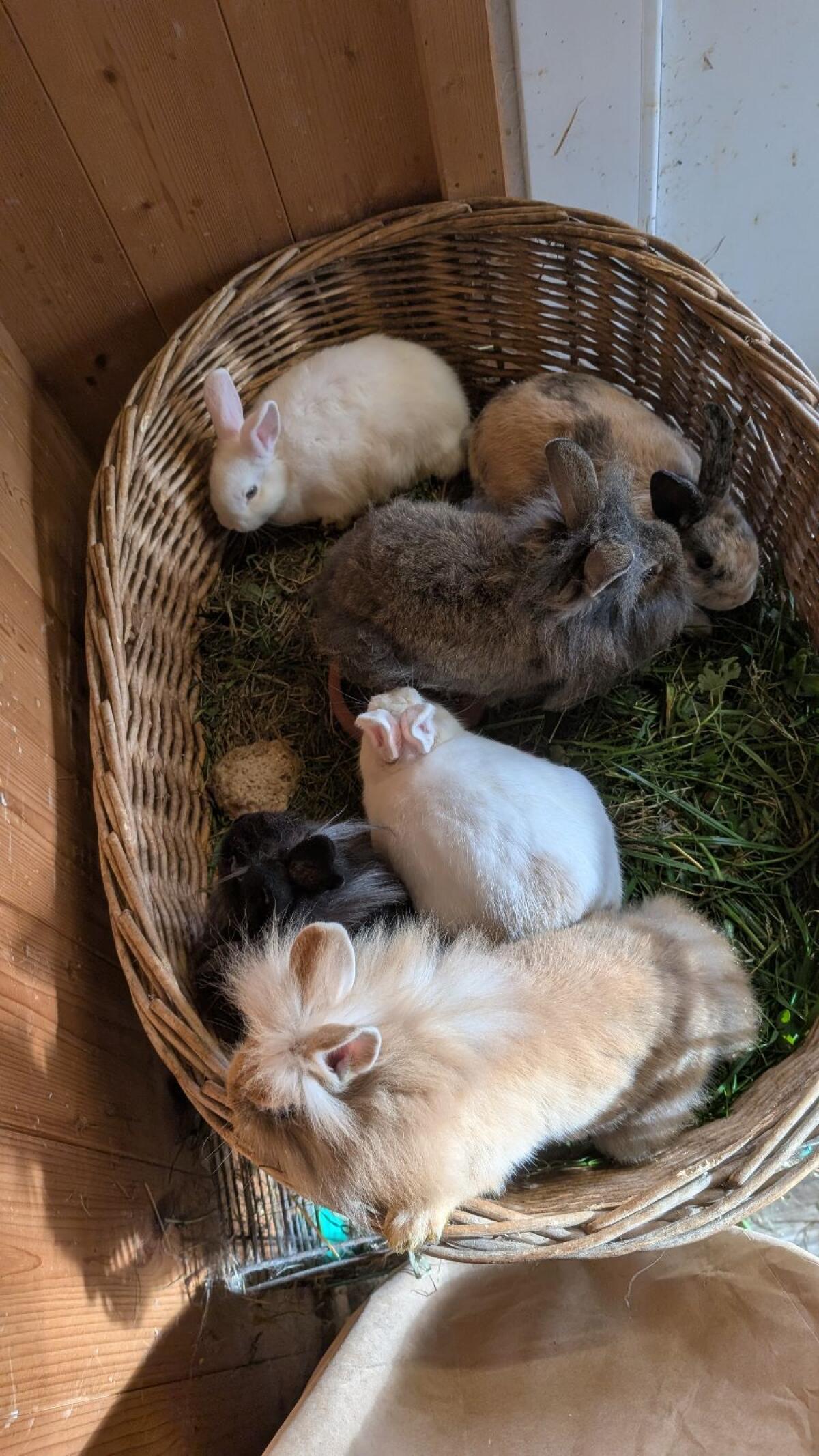 Zwergkaninchen in allen Farben zu verkaufen 1