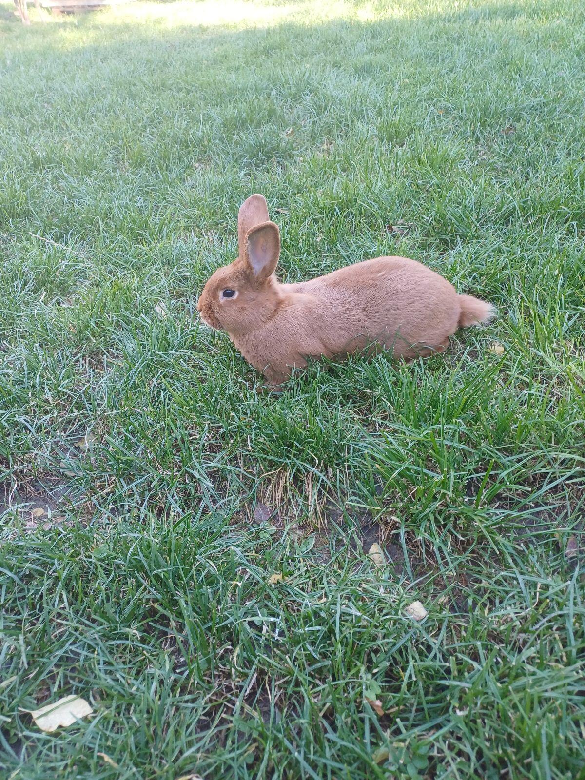 Rote Neuseeländer 1