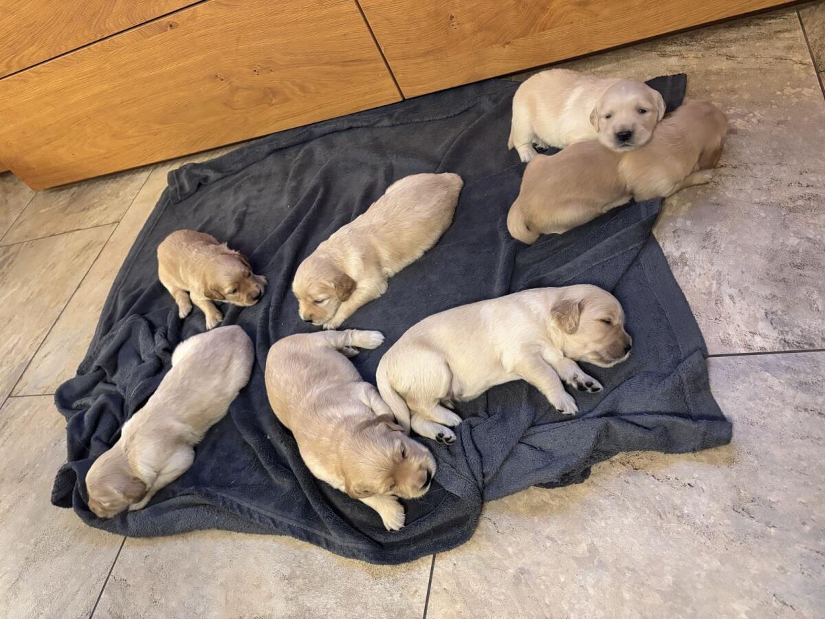 Labrador Retriever Welpen 3