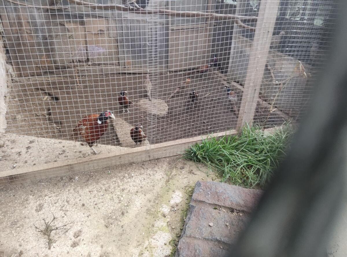 Jagdfasan (Ringelfasan & Goldfasan) 1