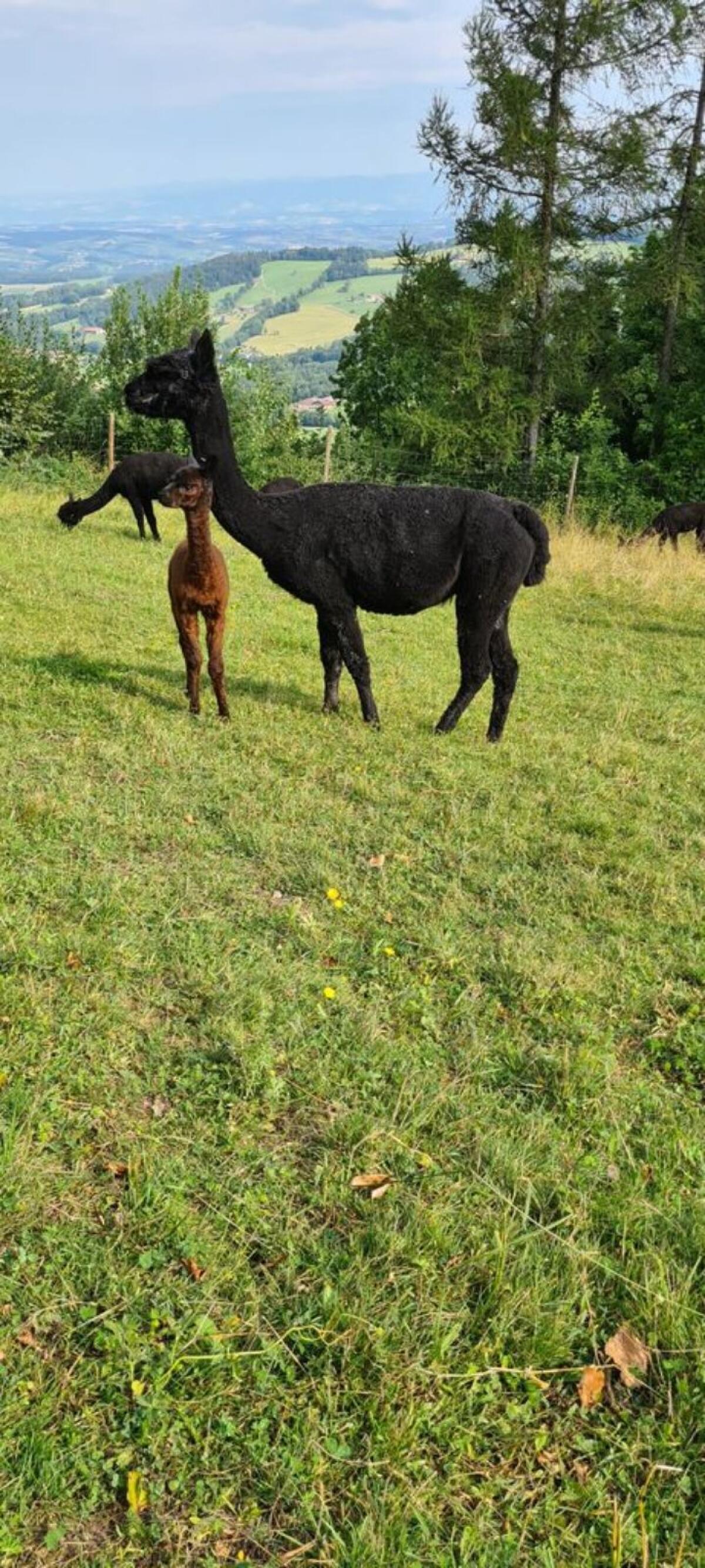 Alpaka, Zucht- & Hobbystuten, Jungtiere, Wallache 3