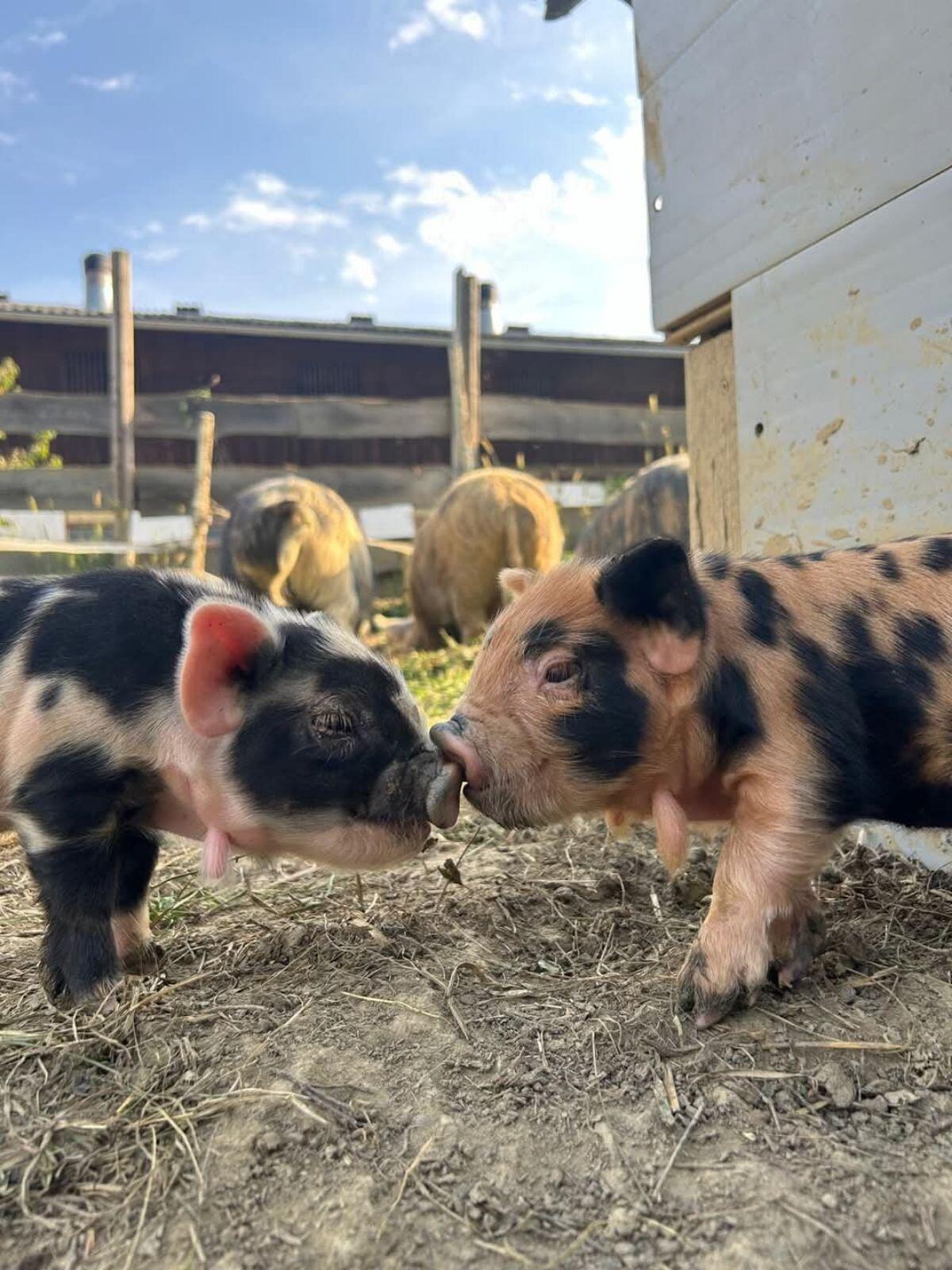 Kune Kune 1