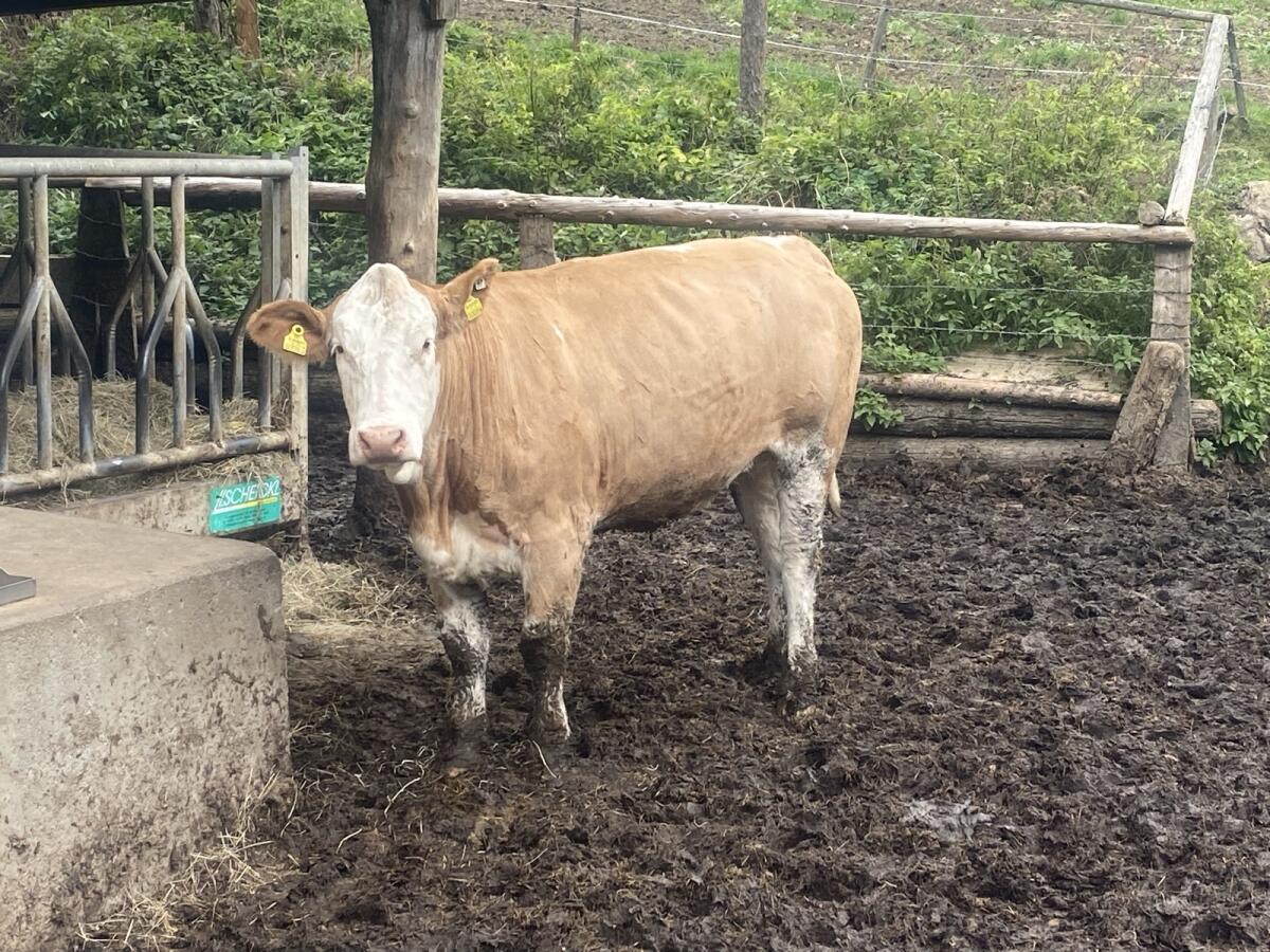 Trächtige Fleckviehkalbin 1