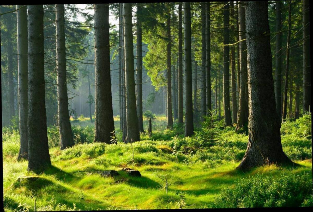 Land- und forstwirtschaftliche Flächen gesucht 2