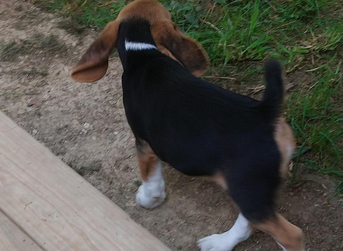 Beaglewelpen aus ÖKV Zucht 3