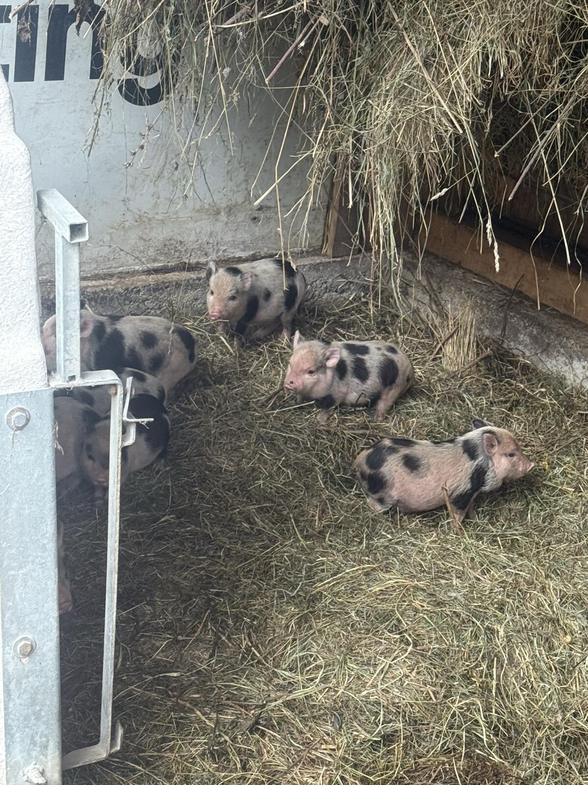 Minischweine Zuchtgruppe 2