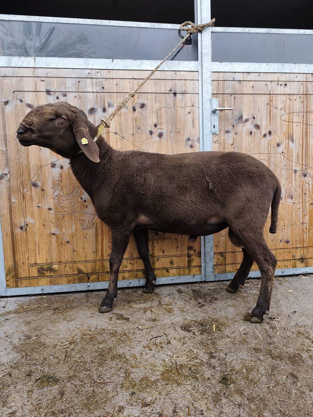 1b HB Widder Braunes Bergschaf 2