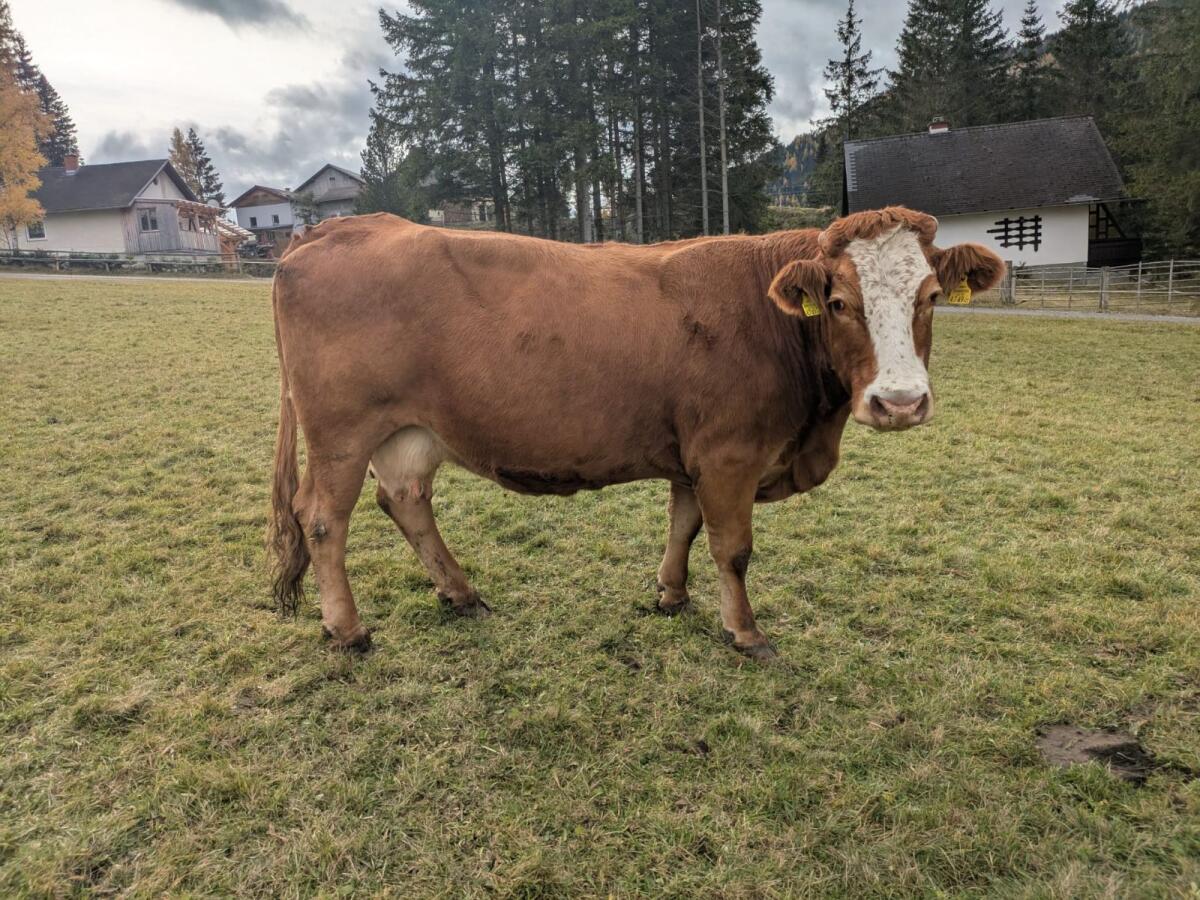 BIO Mutterkuh Limousin samt Kalb 1