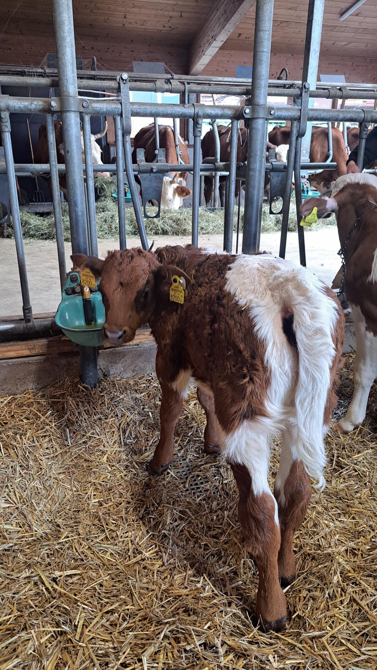 Bio-TX-Kuhkalb zu verkaufen 1