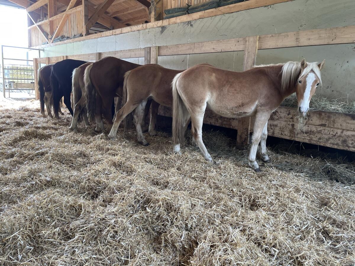 Aufzuchtplatz Jungpferde 2