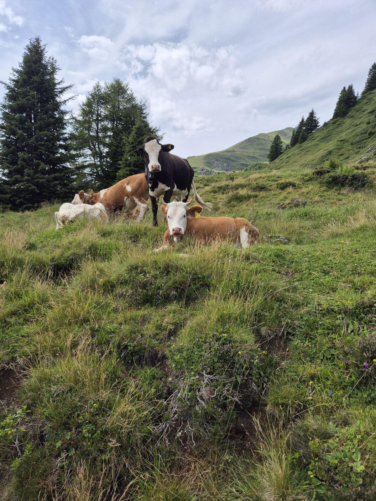 Suche Kuh mit Horn, Milchkuh 3