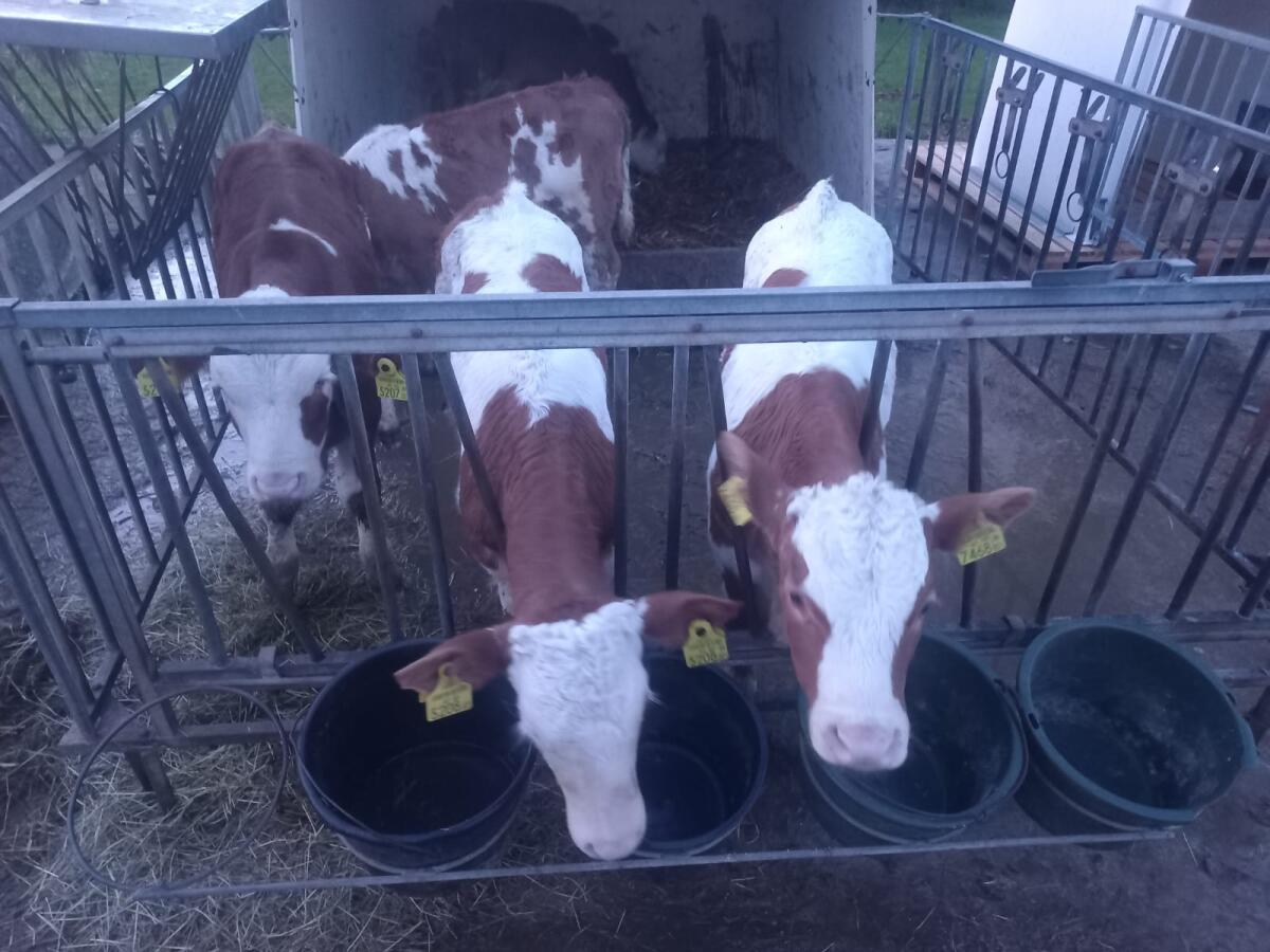 Verkaufe 7 Kälber 1