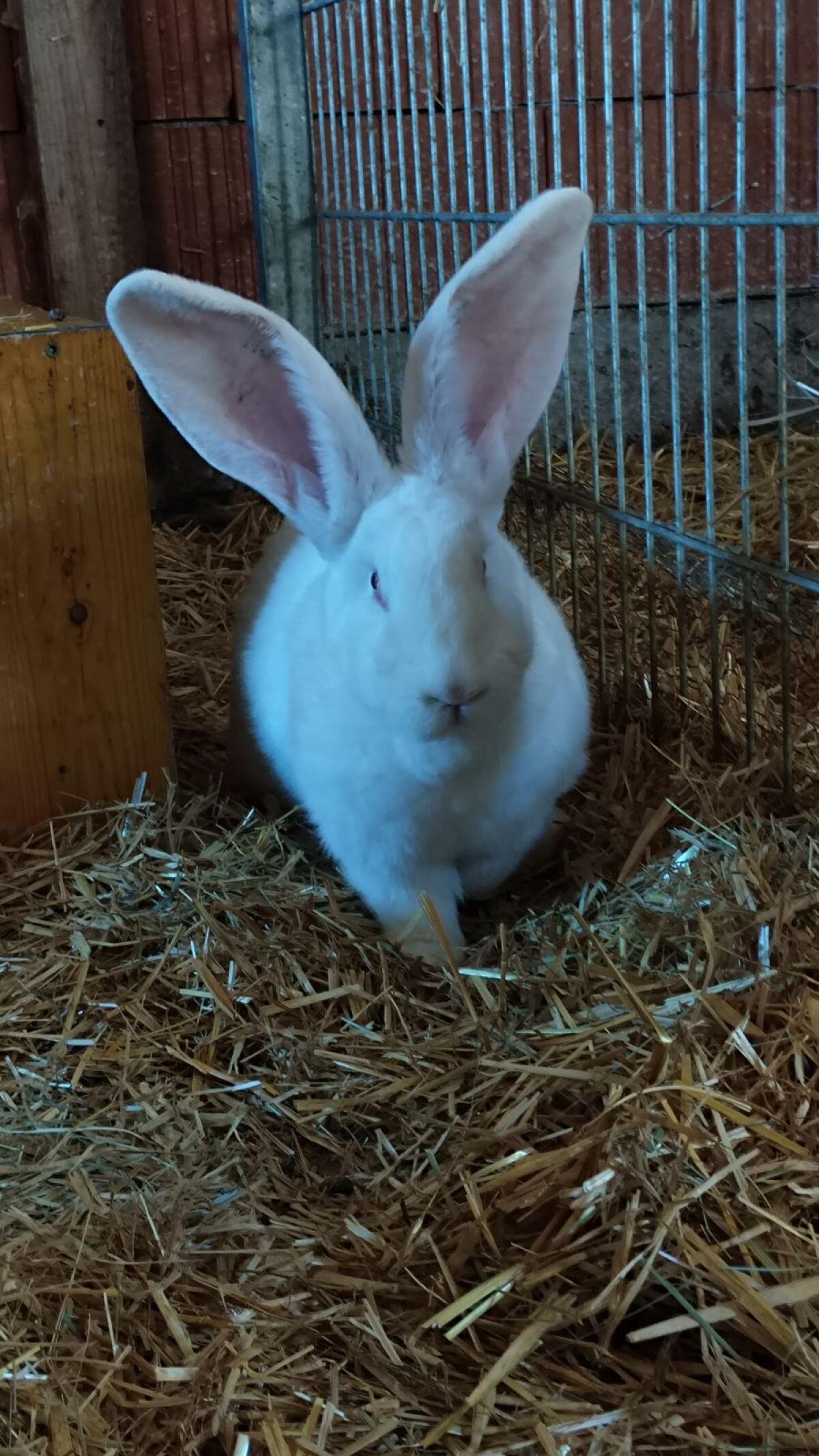 Deutsche Riesenhäsin 2