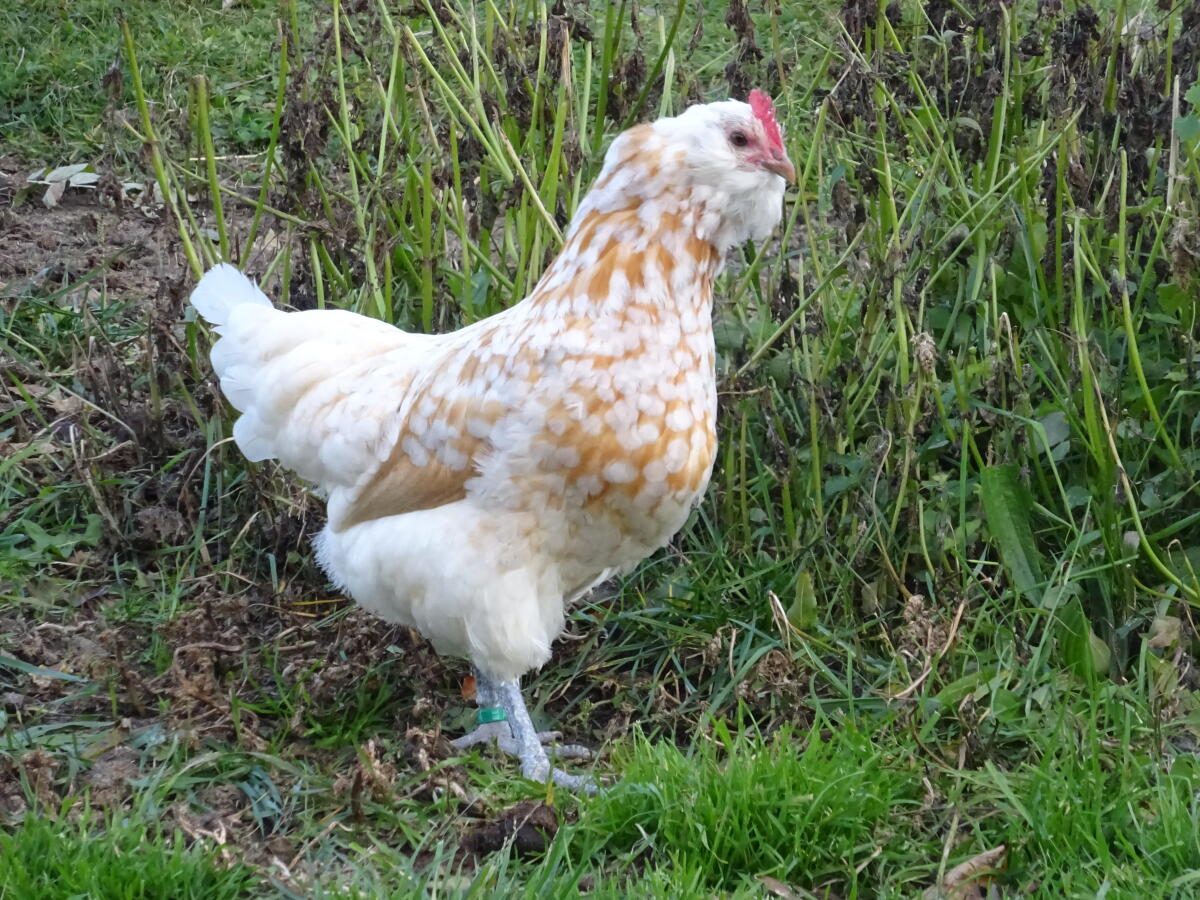 Thüringer Barthuhn chamois-weißgetupft 2