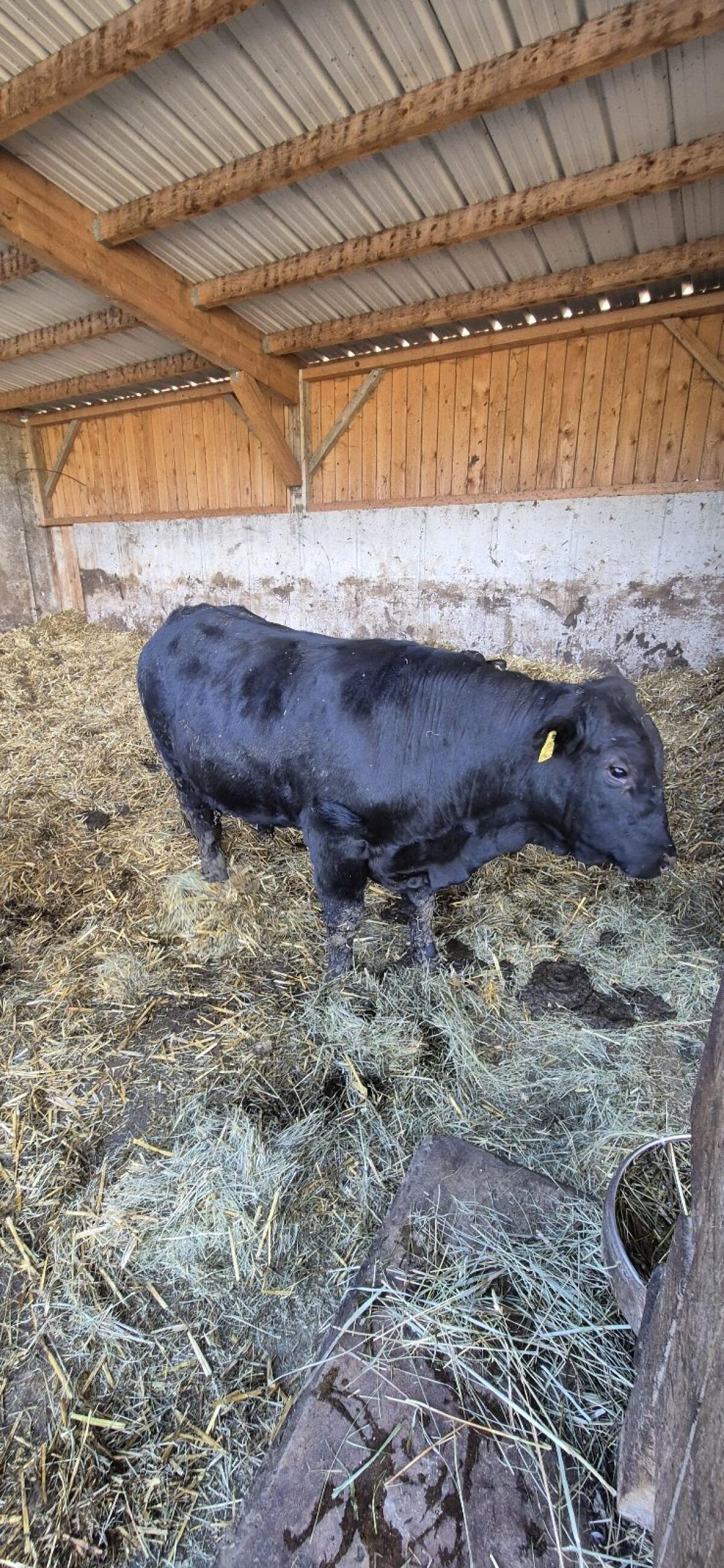 Bio Angus Stiere 3