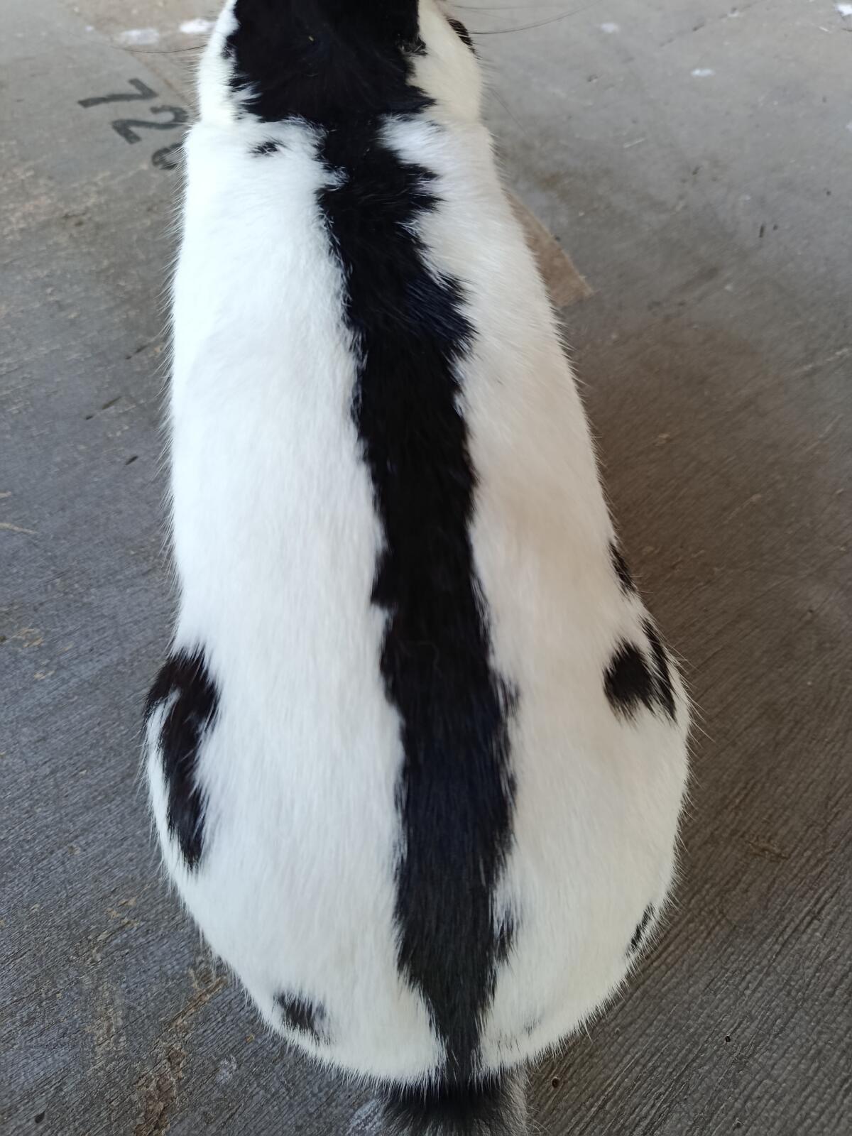 Zwerghasen Zwergkaninchen Zwergschecken 3