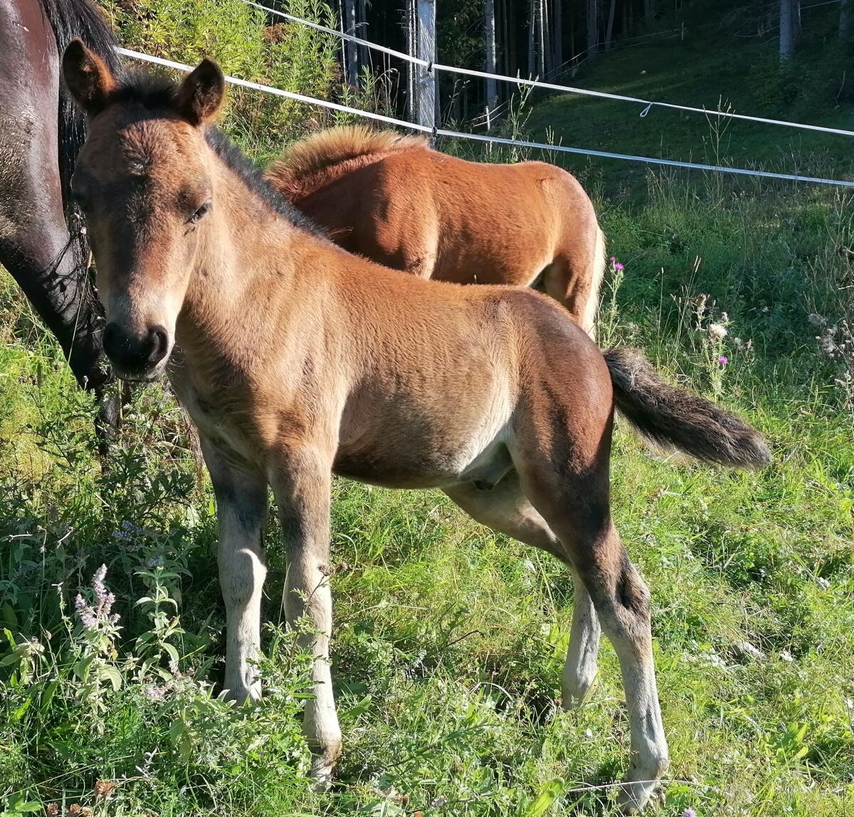 Ponyhengstfohlen Sandro 1