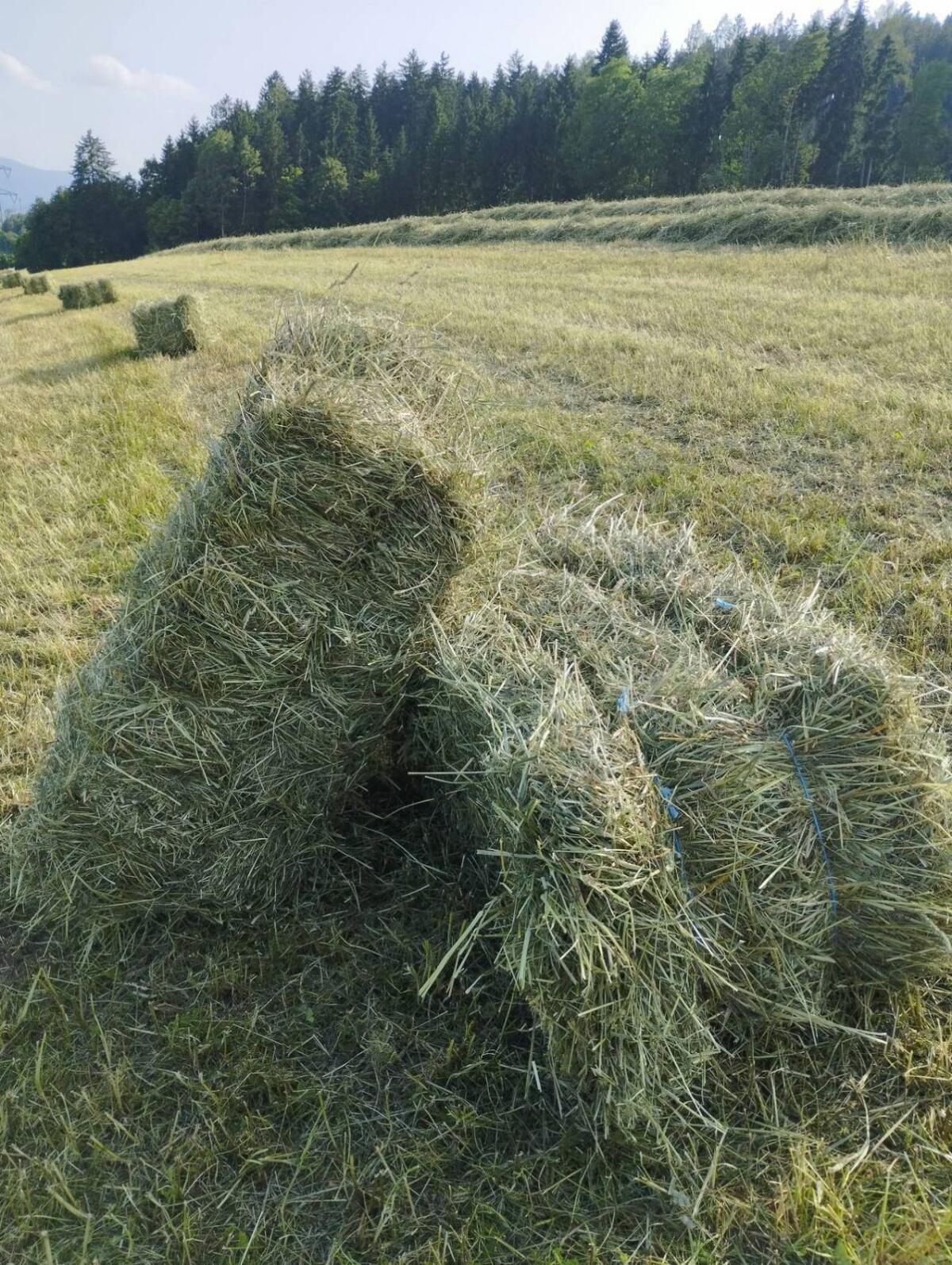 Heuquaderballen klein 1. Schnitt 1