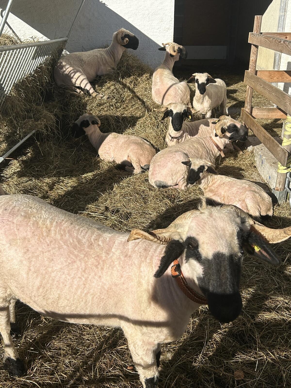 Walliser Schwarznasen Auen 1