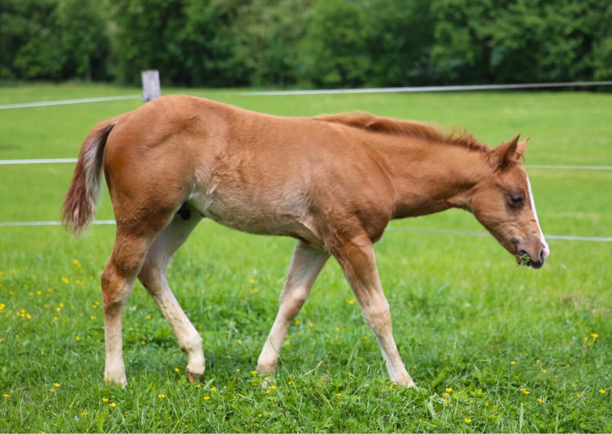 QH Hengst Absetzer 3