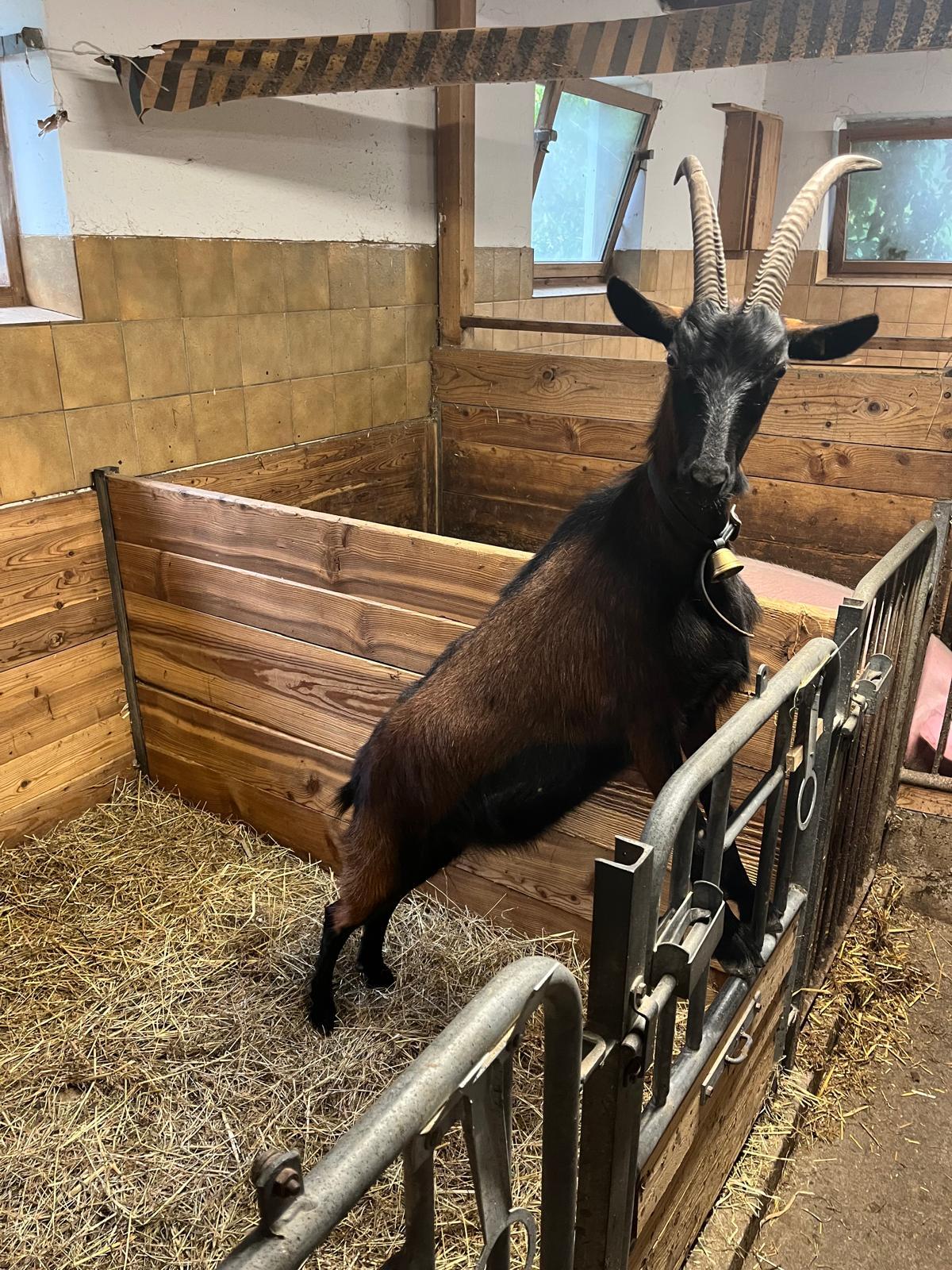 Reine Pinzgauer Ziege 2