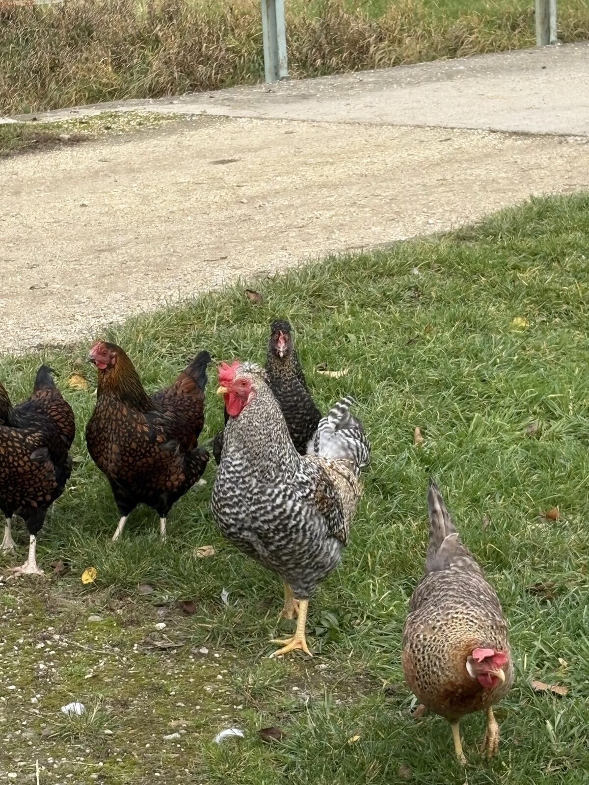Schöner Hahn zu vergeben 2