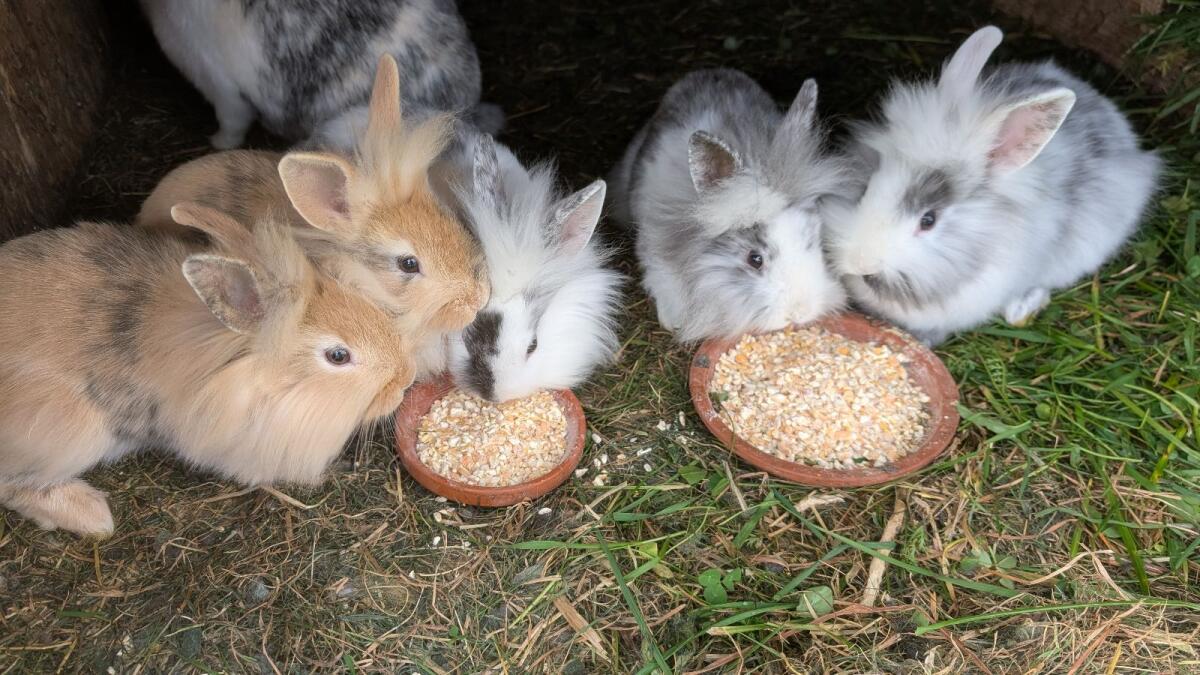 Löwenkopf-Zwergkaninchen in allen Farben 2