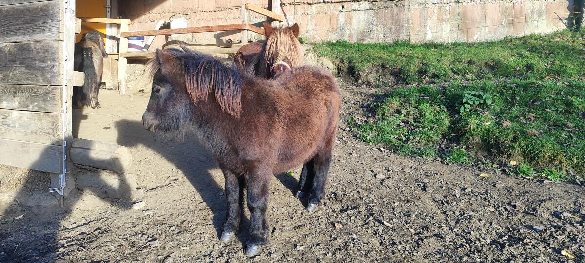 Minishetty Stutfohlen 2